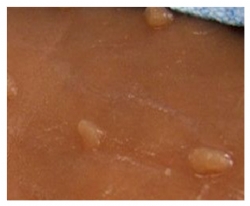 Synthetic Skin Model